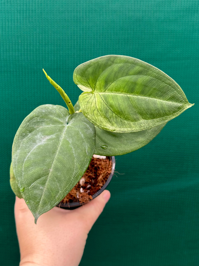Syngonium 'Frosted Heart’ NEW
