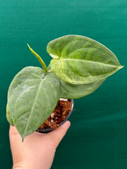 Syngonium 'Frosted Heart’ NEW