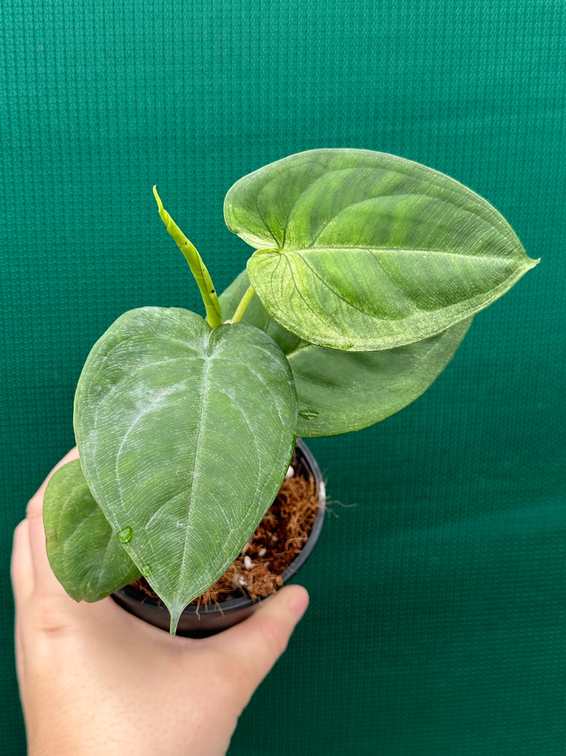 Syngonium 'Frosted Heart’ NEW