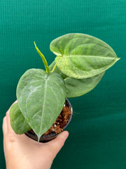 Syngonium 'Frosted Heart’ NEW