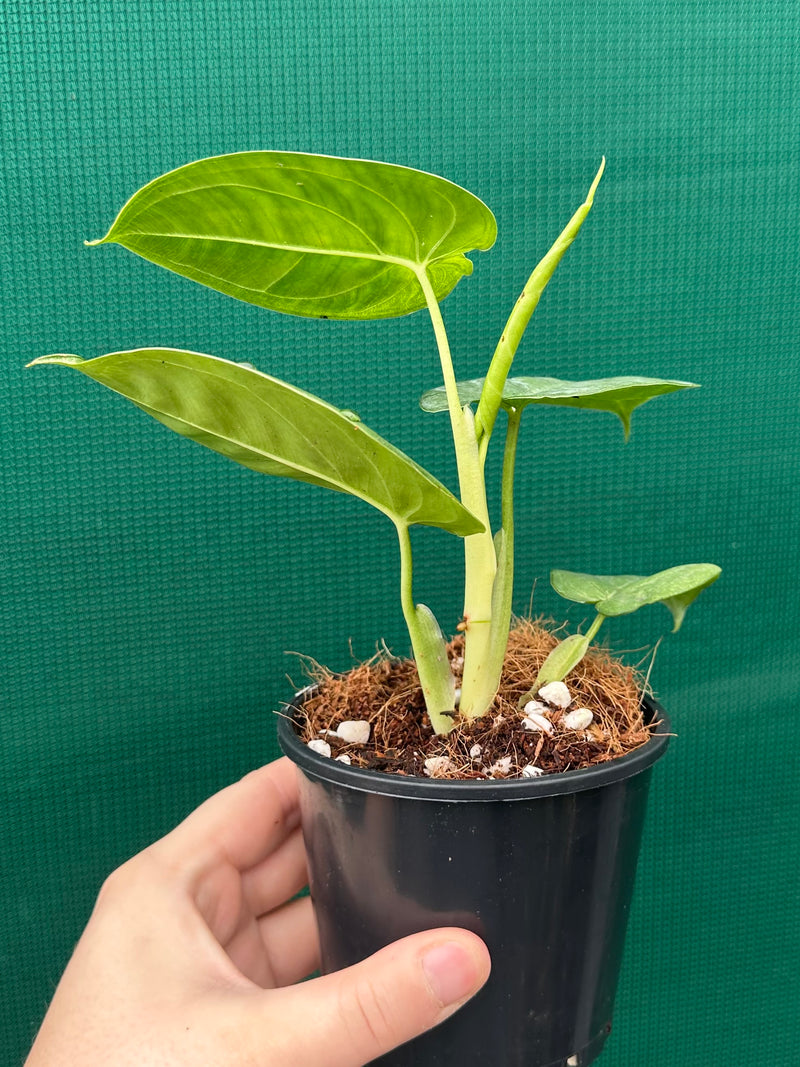 Syngonium 'Frosted Heart’ NEW