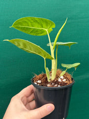 Syngonium 'Frosted Heart’ NEW