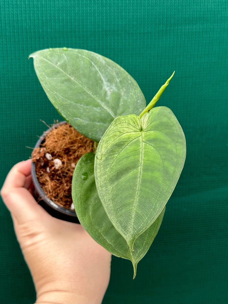Syngonium 'Frosted Heart’ NEW