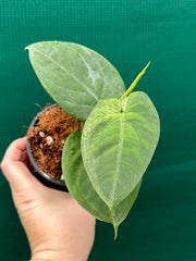 Syngonium 'Frosted Heart’ NEW