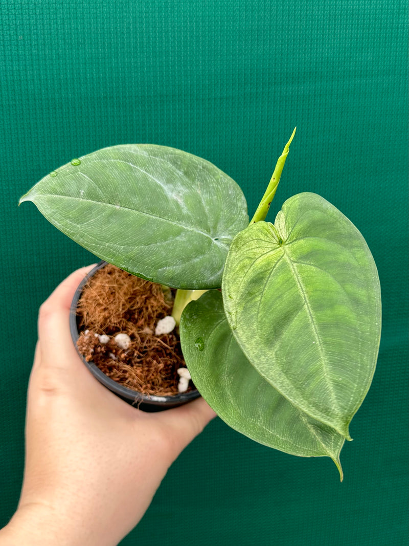Syngonium 'Frosted Heart’ NEW
