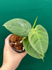 Syngonium 'Frosted Heart’ NEW