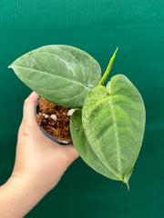 Syngonium 'Frosted Heart’ NEW