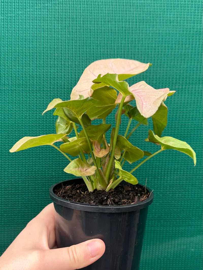 Syngonium 'Neon'