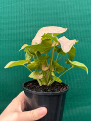 Syngonium 'Neon'