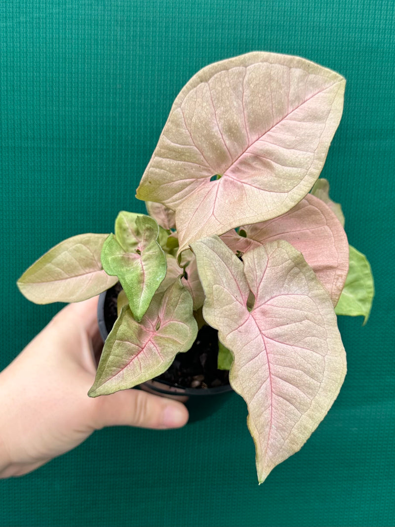 Syngonium 'Neon'