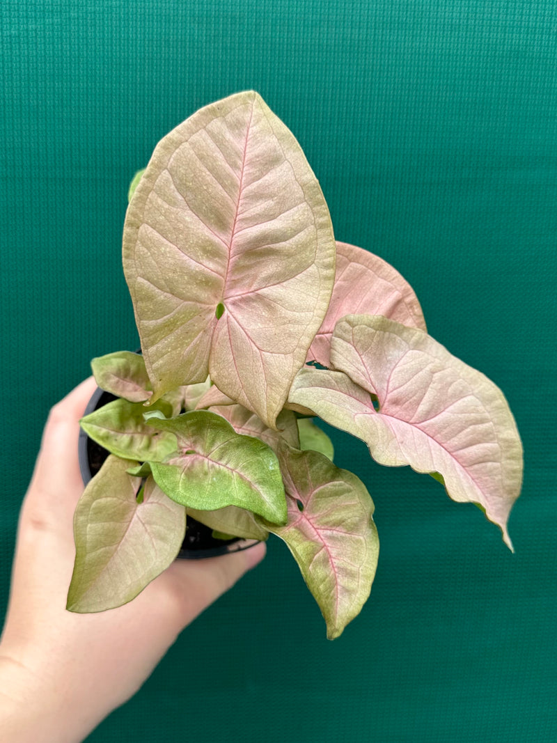 Syngonium 'Neon'