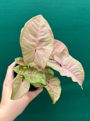 Syngonium 'Neon'