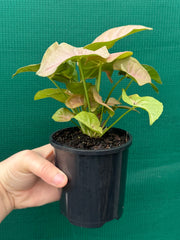 Syngonium 'Neon'