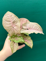 Syngonium 'Neon'