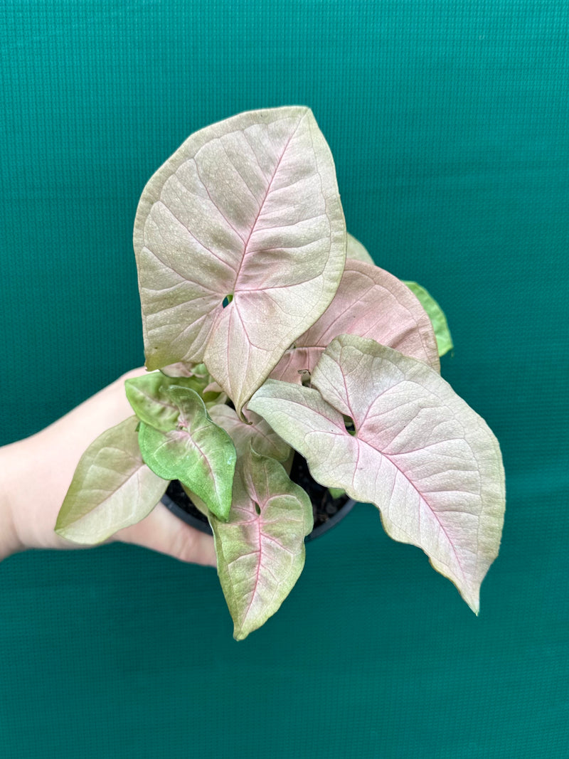 Syngonium 'Neon'