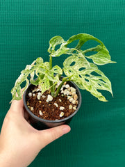 Monstera ‘Adansonii’ Mottled Variegation