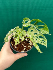 Monstera ‘Adansonii’ Mottled Variegation