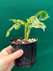 Monstera ‘Adansonii’ Mottled Variegation