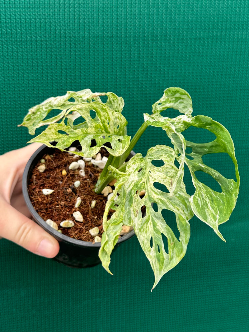 Monstera ‘Adansonii’ Mottled Variegation