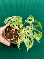 Monstera ‘Adansonii’ Mottled Variegation