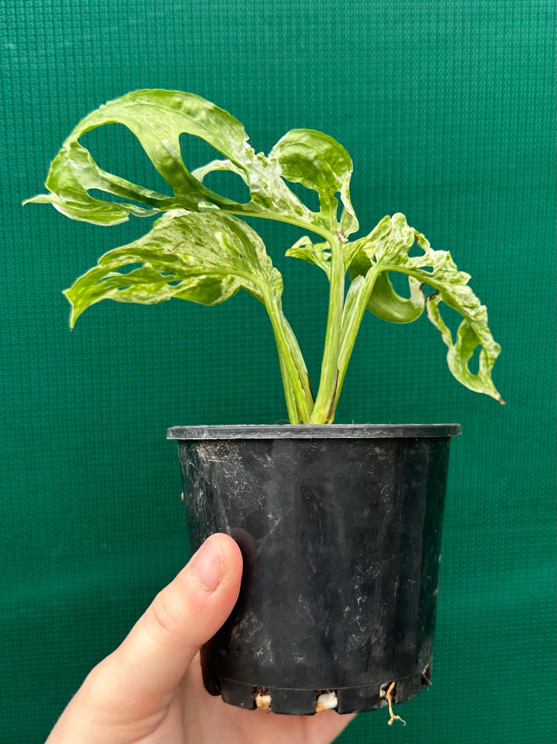 Monstera ‘Adansonii’ Mottled Variegation