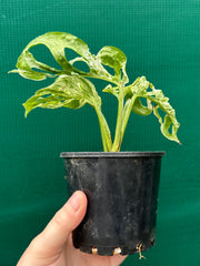 Monstera ‘Adansonii’ Mottled Variegation