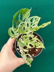 Monstera ‘Adansonii’ Mottled Variegation