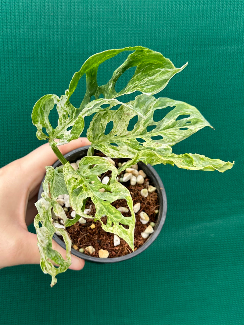 Monstera ‘Adansonii’ Mottled Variegation