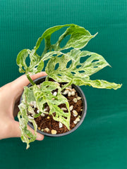 Monstera ‘Adansonii’ Mottled Variegation
