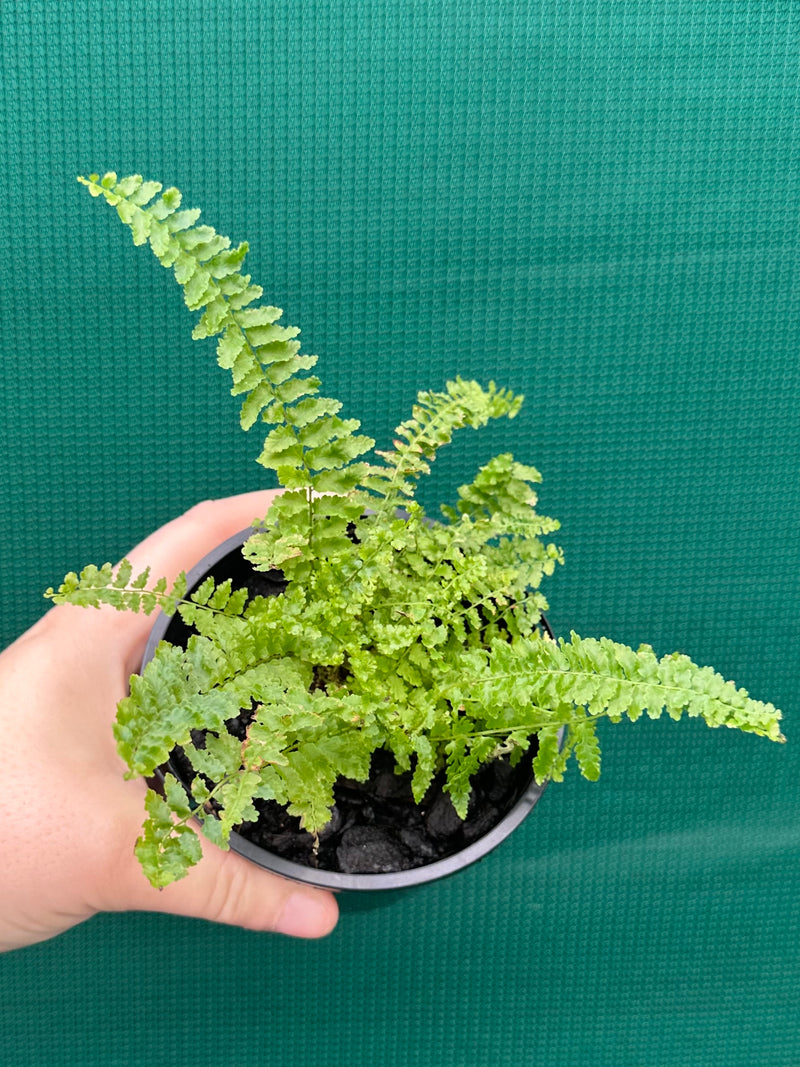 Nephrolepsis ‘Fluffy Ruffles’ NEW