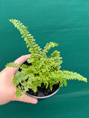 Nephrolepsis ‘Fluffy Ruffles’ NEW