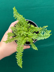 Nephrolepsis ‘Fluffy Ruffles’ NEW