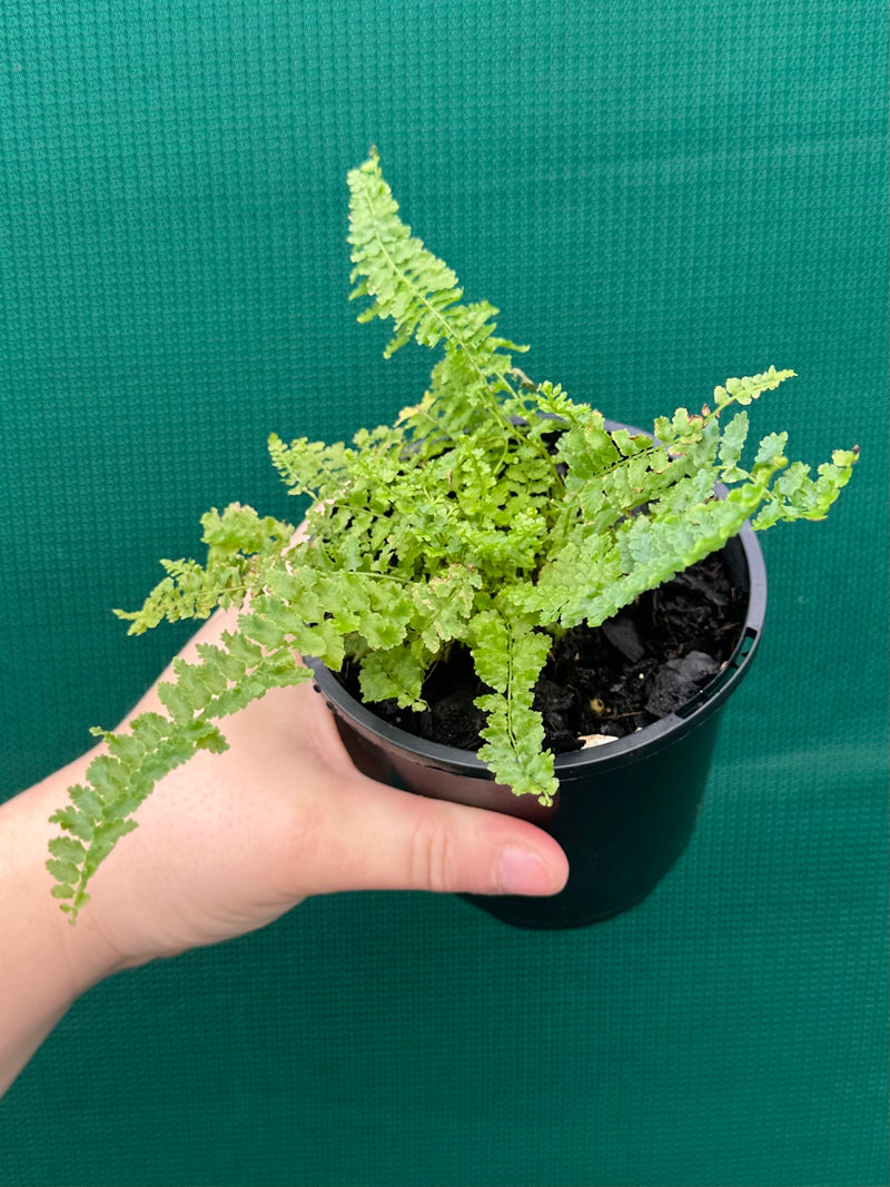 Nephrolepsis ‘Fluffy Ruffles’ NEW