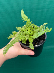 Nephrolepsis ‘Fluffy Ruffles’ NEW