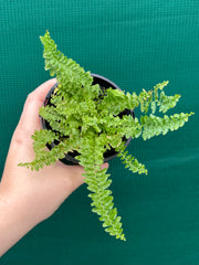 Nephrolepsis ‘Fluffy Ruffles’ NEW