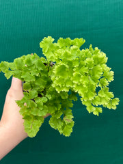 Adiantum unknown NEW