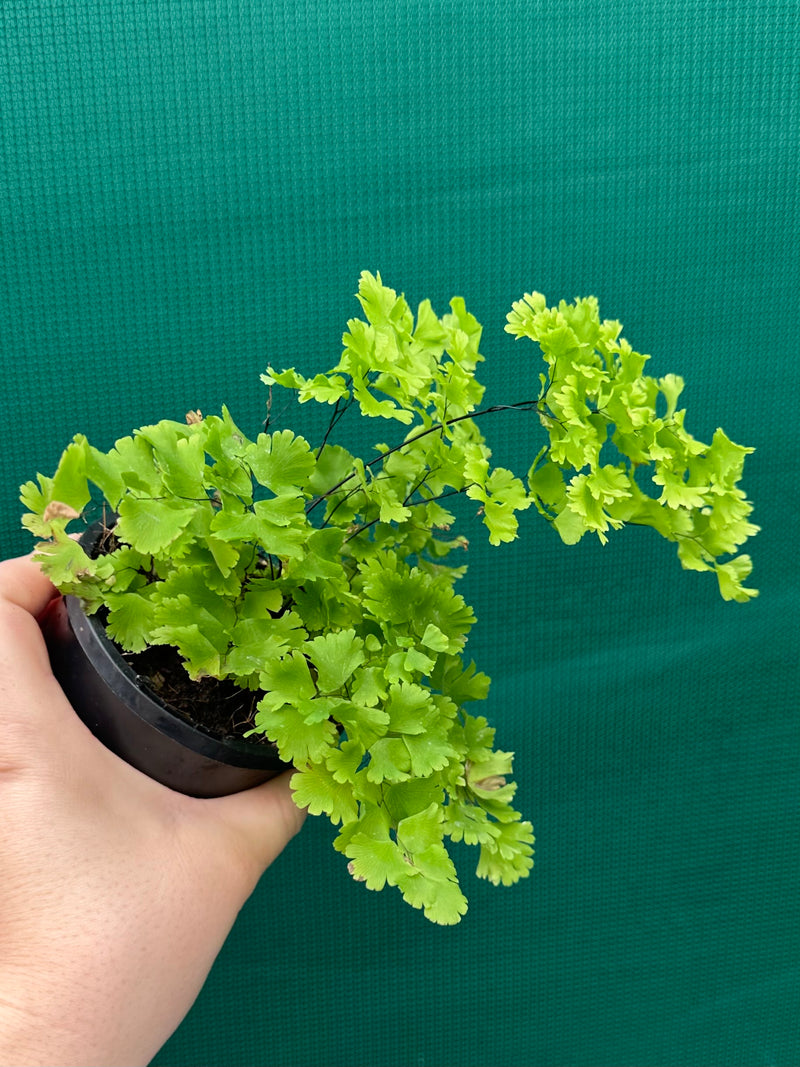 Adiantum unknown NEW