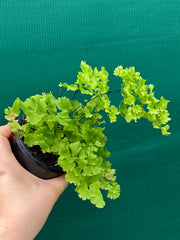 Adiantum unknown NEW