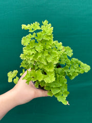Adiantum unknown NEW