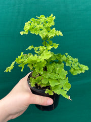 Adiantum unknown NEW