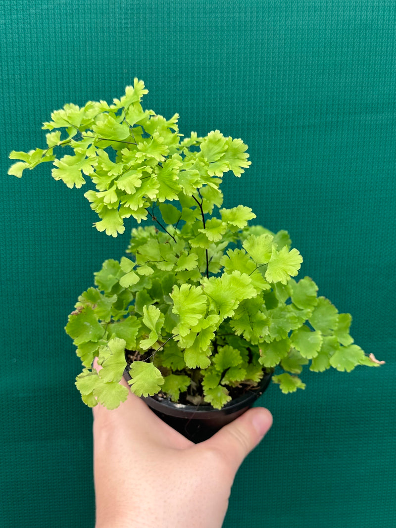 Adiantum unknown NEW