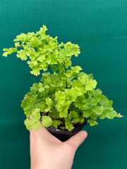 Adiantum unknown NEW