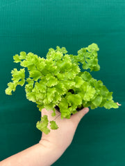Adiantum unknown NEW