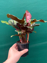 Calathea ‘Fasciata’ NEW