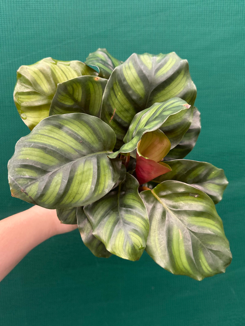 Calathea ‘Fasciata’ NEW