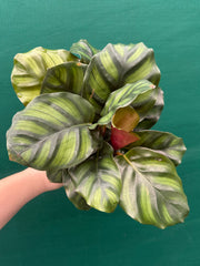 Calathea ‘Fasciata’ NEW