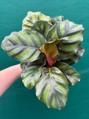 Calathea ‘Fasciata’ NEW