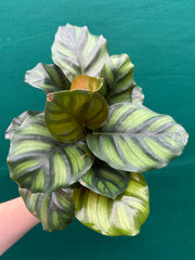 Calathea ‘Fasciata’ NEW