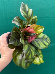 Calathea ‘Fasciata’ NEW