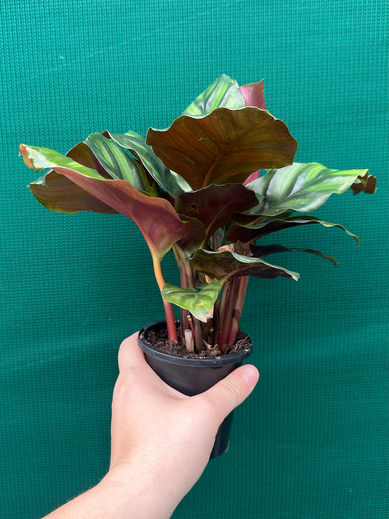 Calathea ‘Fasciata’ NEW